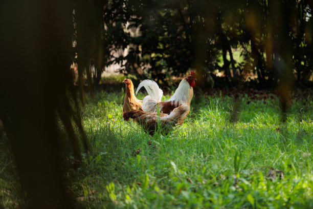 清晨的草地上，白色的公鸡和一小群棕色的母鸡在自由地走动图片下载