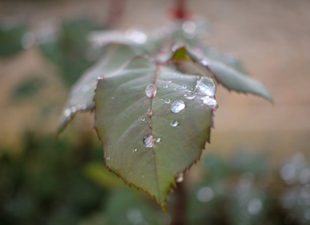 叶子上有几滴水图片下载