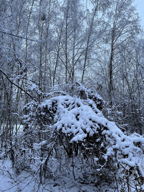 冬天公园里的树在雪地里。下雪的天气。城市公园里的雪夜。没有人。图片下载