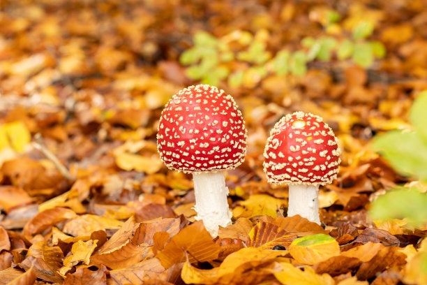 在秋天的时候，秋森林中的毒鹅膏菌。飞木耳，黄橙色落叶中的野生毒红蘑菇。秋季图片下载