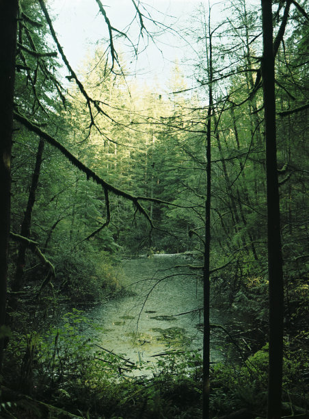 魔法森林图片下载