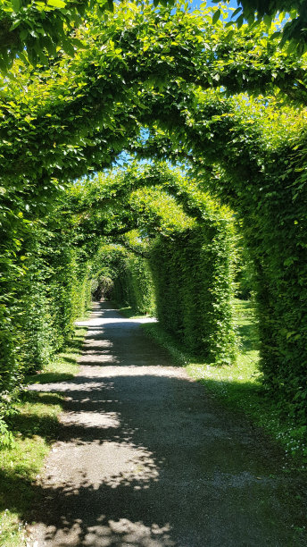 在一个阳光明媚的日子里，爱尔兰Birr城堡花园的垂直绿色拱门图片下载