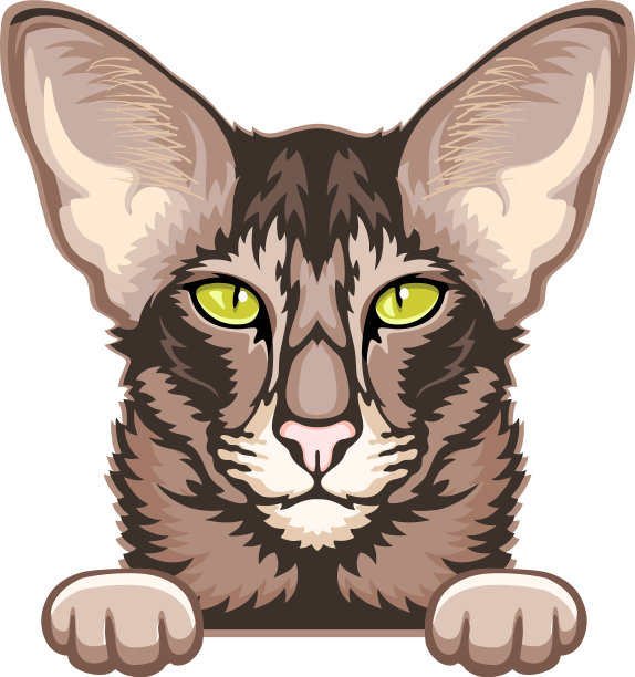 东方短毛猫偷看颜色的猫图片下载