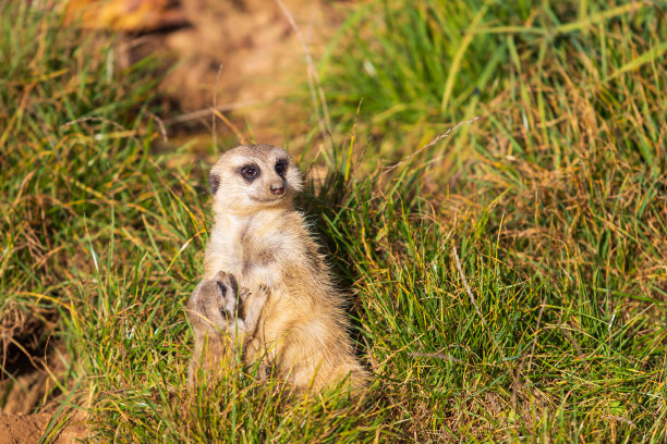 猫鼬-猫鼬站在一块石头上，在阳光明媚的天气里守卫着周围的环境。照片的散景效果不错。图片下载