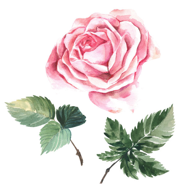 白色背景的玫瑰。粉红色的颜色。水彩插图。制作明信片。图片下载