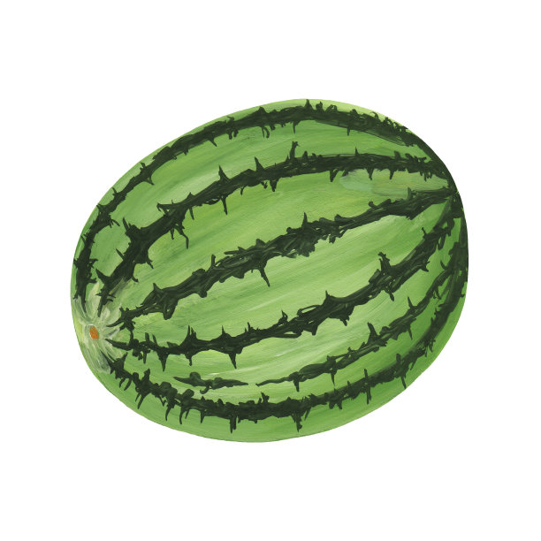 整个成熟的西瓜，浅绿色的外皮和深绿色的条纹，手绘水粉写实风格。全西瓜图图片下载