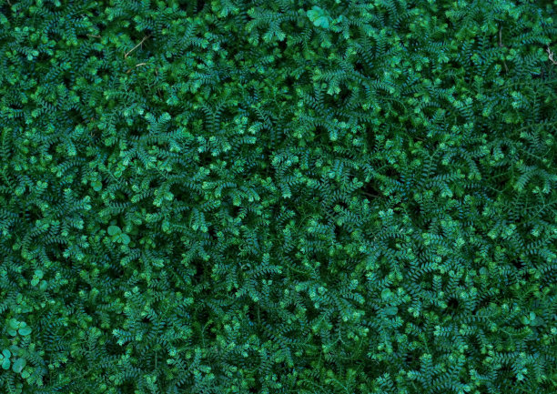 绿色的蕨类植物图片下载