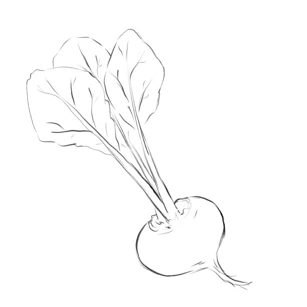 甜菜根与叶，素描和线艺术插图图片下载