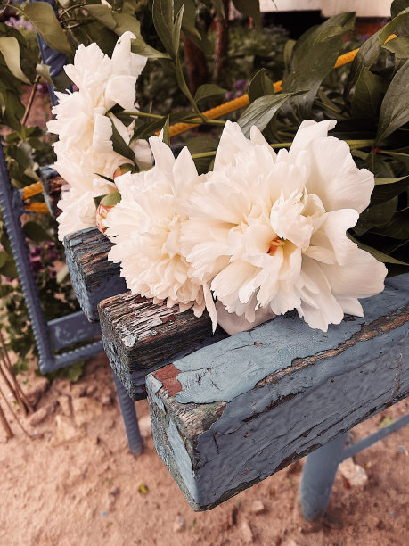 白牡丹图片下载