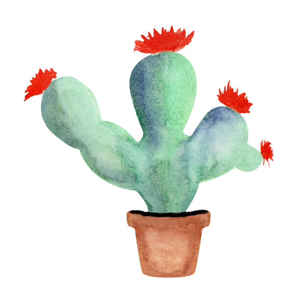 盛开的仙人掌水彩画。孤立的对象。图片下载