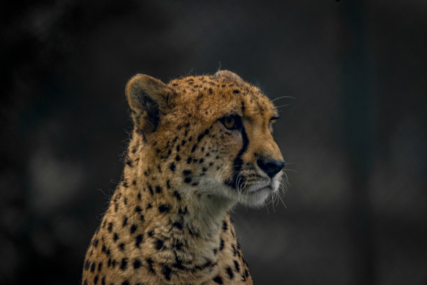 猎豹动物色秋阴天暗图片下载