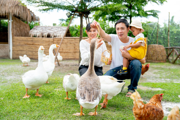 鹅试图吃蔬菜从亚洲父亲来到农场和他的家人放松。良好活动的概念，为家长的幸福生活方式。图片下载