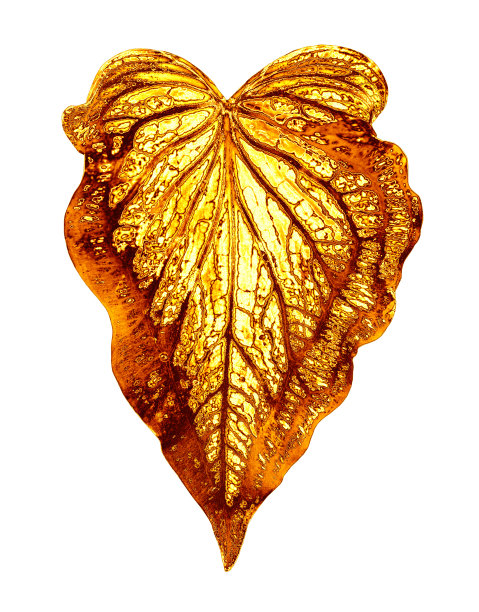 金色的叶子白色背景隔离特写，金色的金属叶子，黄色的叶子，装饰性的花枝，花瓣插画，美丽的复古设计装饰，Caladium心形热带植物图片下载