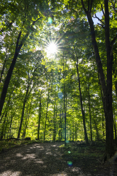 森林里美丽的日出。图片下载