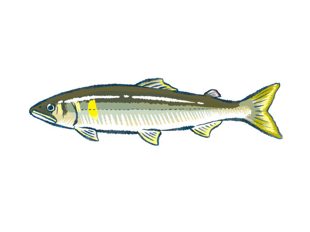 白底上的日本鱼图片下载