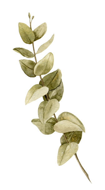 用水彩画的桉树树枝和绿色的叶子。手绘植物插图在孤立的背景。乡村风格的婚礼请柬或贺卡草图。干燥的植物适合任何设计图片下载