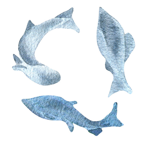 剪影鲑鱼，鳟鱼水彩插图孤立的白色背景。图片下载