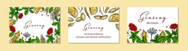 一套人参彩色横向设计。手绘植物矢量插图素描风格。可用于包装、标签、徽章。草药背景图片下载
