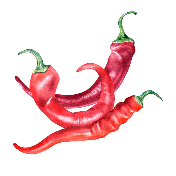 红辣椒辣椒水彩插图孤立在白色背景。图片下载