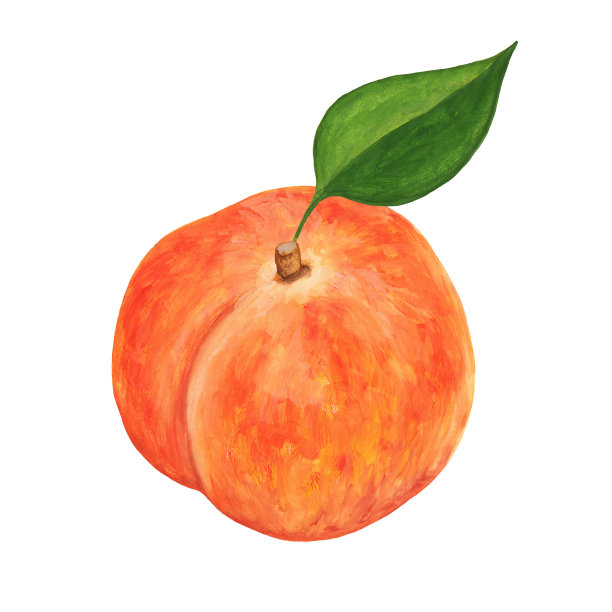 完整成熟的桃子，有茎和叶手工绘制，逼真的画孤立在白色图片下载