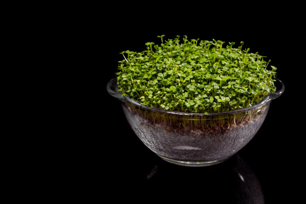 萝卜微绿芽，玻璃状，透明，适于生长。黑色，光滑的背景。图片下载