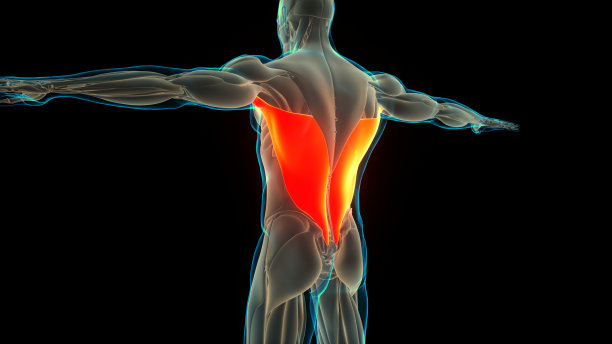 人体肌肉系统躯干肌背阔肌解剖学图片下载