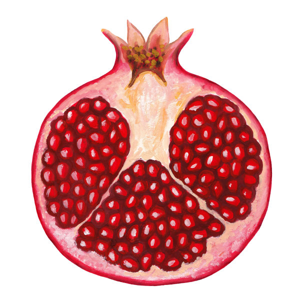 半石榴镂空-栅格手绘写实图图片下载