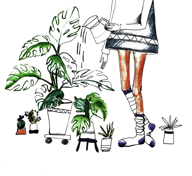 家庭园艺和室内植物栽培图片下载