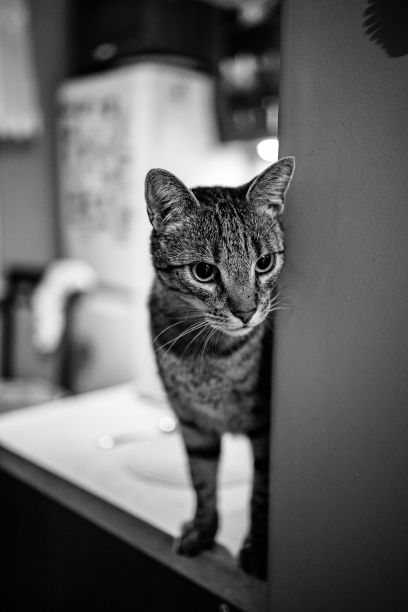 垂直灰度拍摄的猫从角落的顶峰图片下载