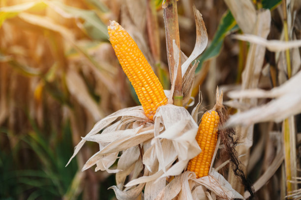 有机玉米田中玉米芯的选择性聚焦图。等待收割的玉米图片下载