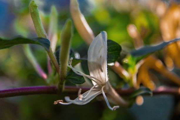白色金银花的特写镜头图片下载