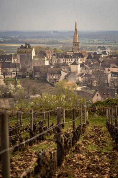 冬季默尔索的垂直照片。房子前面的一片葡萄园图片下载