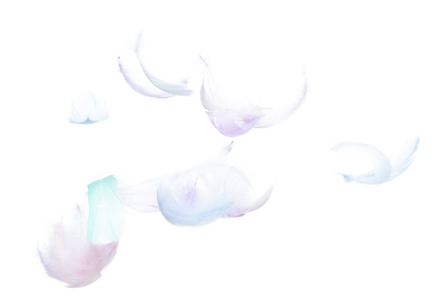 许多粉彩羽毛的苍蝇落在空中，在白色的背景孤立。蓬松柔软的羽毛像纯洁光滑的梦一样漂浮在天空中的鸽子。从天堂飞来的角度，照片的运动图片下载