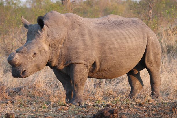 白犀牛白天站在干燥的田野里图片下载