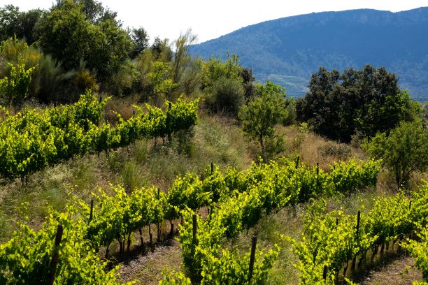 西班牙塔拉戈纳普里奥拉特地区的葡萄园景观图片下载