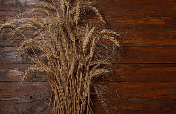 在木桌上种植小麦、麦穗或黑麦穗图片下载