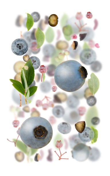 蓝莓片和叶子摘要图片下载