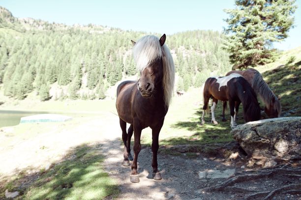 以湖为背景的野外马的美丽照片图片下载