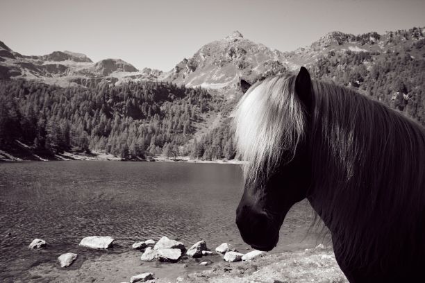 以湖为背景的野外一匹马的灰度照片图片下载
