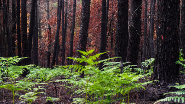 吉伦特烧焦的森林图片下载