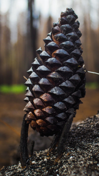 吉伦特烧焦的森林图片下载