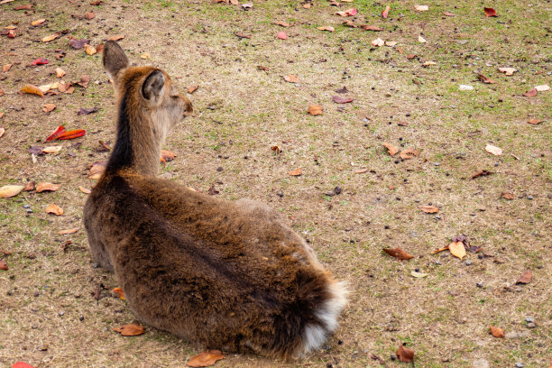鹿图片下载