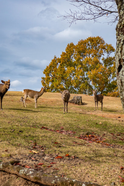 鹿图片下载