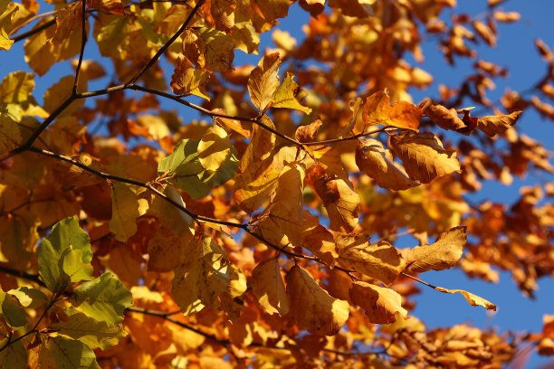 秋天，山毛榉树叶在背光下图片下载