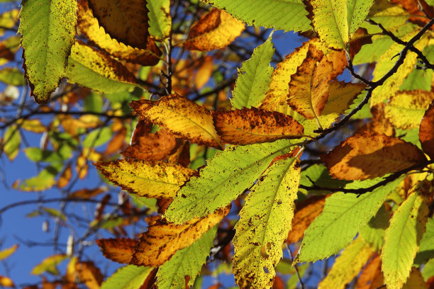 秋天，背光下的栗子叶子图片下载