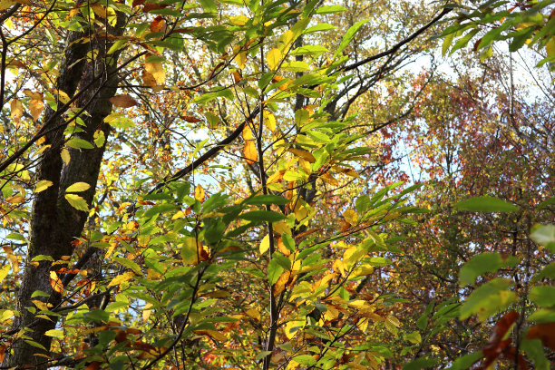 秋色的树叶图片下载