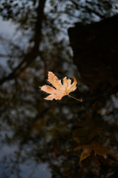 秋天的叶子图片下载
