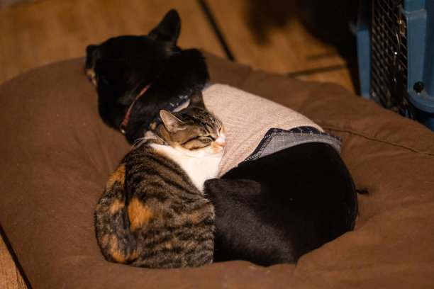 一只猫依偎着她的养父狗睡觉图片下载