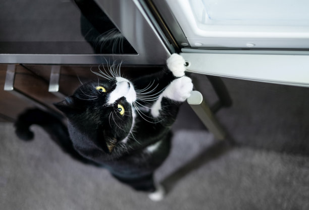 猫要求把冰箱里的食物给它吃图片下载