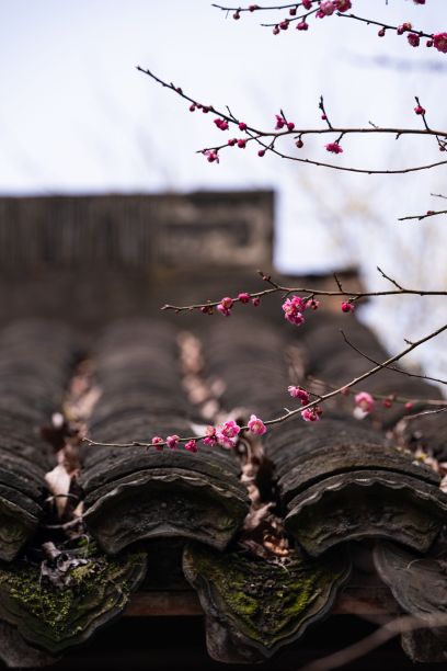 建筑屋顶附近粉红色梅花的垂直美景图片下载